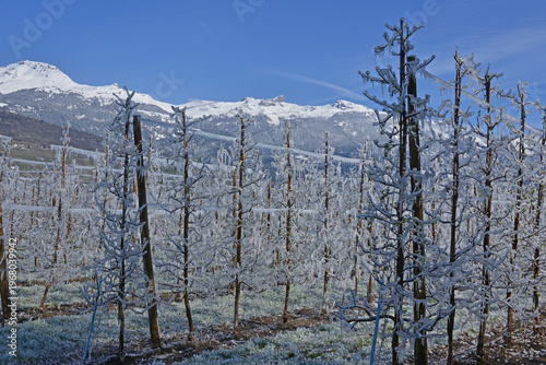 Trees covered in ice