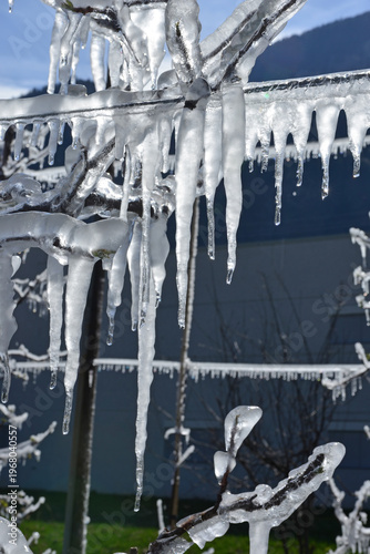 Trees covered in ice