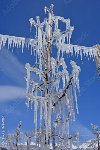 Ice Trees