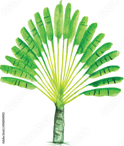 Watercolor Palm Illustration