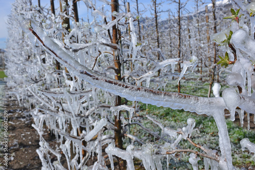 Trees covered in ice