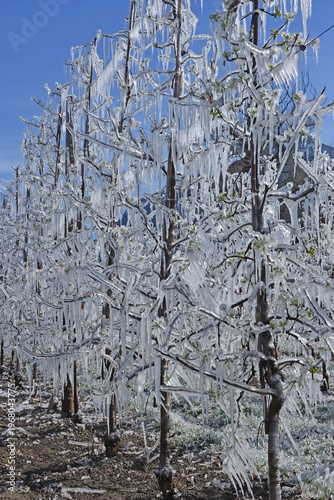 Trees covered in ice