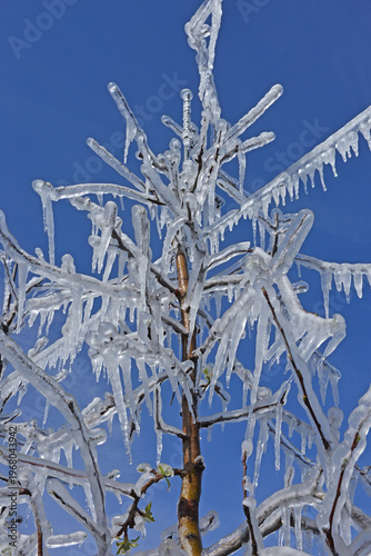 Ice Trees