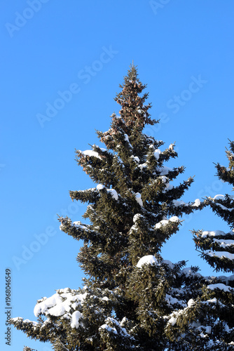 Wallpaper Mural a snow-covered spruce tree with cones against a blue winter sky Torontodigital.ca