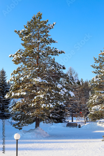Wallpaper Mural A snow-covered pine tree grows in a city park Torontodigital.ca
