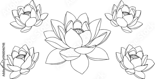 Delicate Outline Lotus Flowers Arrangement Isolated White Background floral botanical