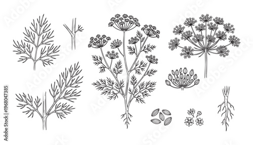 Dill herb plant parts vector illustration, showing leaves, flowers, seeds, and root