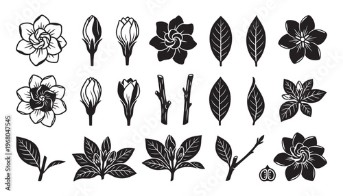 Gardenia flower buds, blooms, leaves, stems and fruits vector illustration