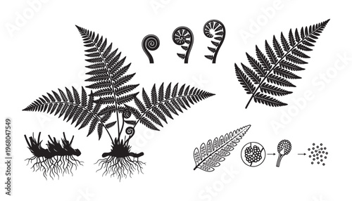 Fern plant life cycle, fronds and unfurling fiddleheads vector illustration