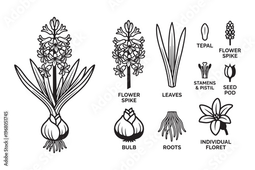 Hyacinth anatomy vector illustration with flower spike bulb roots leaves and individual floret parts