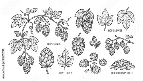 Hops plant cones vector illustration including leaves and dried pellets in hand drawn engraving style