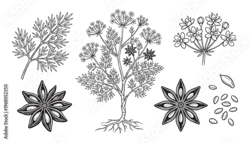 Anise and dill spices vector illustration collection, hand drawn herbal botanical plants and seeds