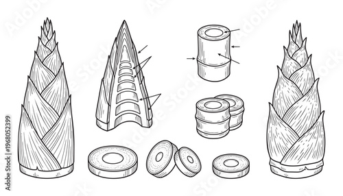 Bamboo shoot vector illustration featuring whole sprouts cross section and sliced pieces of plant