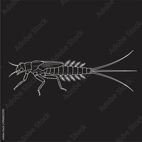 Mayfly Insect Side View.