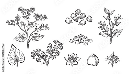 Buckwheat plant parts vector illustration with seeds and flowers plus roots and leaves collection
