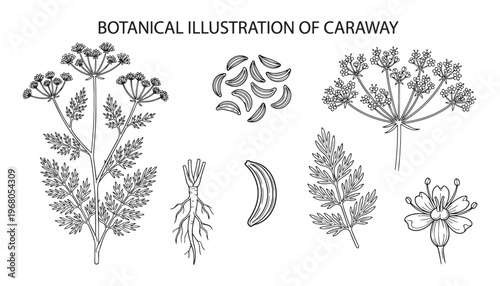 Botanical vector illustration of caraway plant, seeds, root, flower, and leaves on transparent background