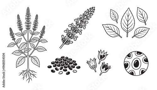 Perilla botanical illustration vector set with plant, seeds, leaves, and flowers on transparent background
