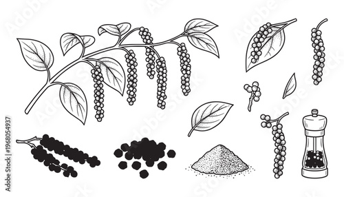 Black pepper vector illustration set with peppercorns, plant, and grinder in engraving style