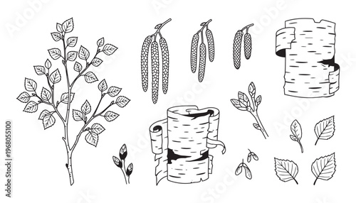 Birch tree elements vector illustration set with leaves, catkins, and bark segments