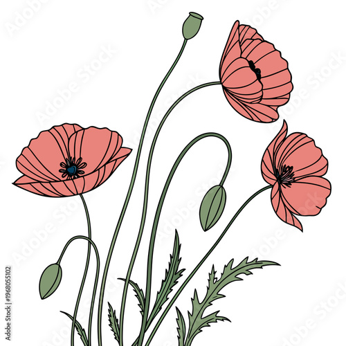 A delicate illustration depicts three vibrant red poppies with slender green stems and unopened buds showcasing botanical artistry high quality