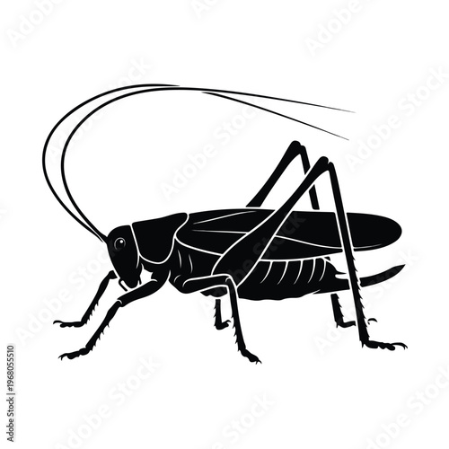 Black Cricket Insect Side View.