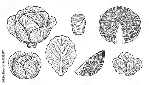 Cabbage vector illustration set of whole and cut cabbage on white background