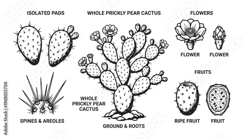Prickly pear cactus vector illustration set with flowers fruit spines