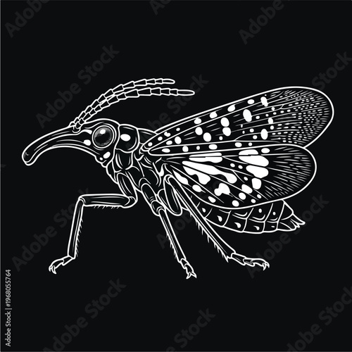 Insect Drawing of a Fly.