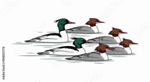 Six ducks swim together on a white background, two with green heads