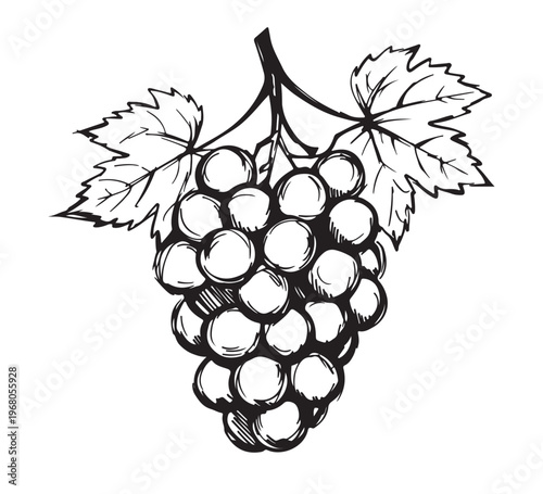 A charming hand-drawn illustration depicting a lush bunch of ripe grapes complete with detailed leaves, perfect for wine, food, or natural design themes, evoking freshness and harvest