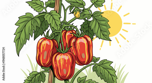 Ripe, striped tomatoes ripen on the vine under a bright sun