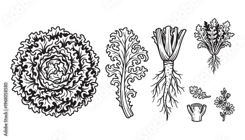 Chicory and kale leaf botanical sketch set with roots and flowers vector illustration on transparent