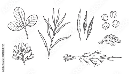 Fenugreek plant vector illustration with leaves flower pods and seeds agricultural crop spices
