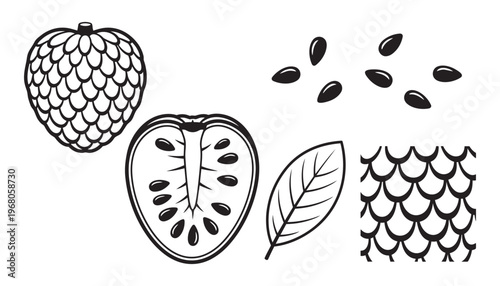 Custard apple fruit whole half seeds leaf texture vector illustration