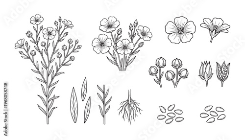 Flax plant vector illustration with blooming flowers leaves seeds and roots botanical sketch