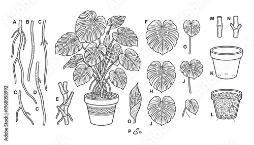Monstera plant propagation parts, detailed vector illustration, tropical houseplant elements