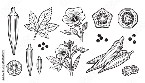 Okra plant parts vector illustration, pods, flowers, leaves, and seeds botanical elements