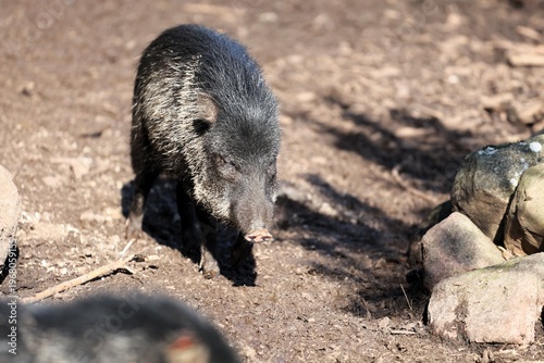 a solitary boar explores dry ground with rocks and scattered leaves around