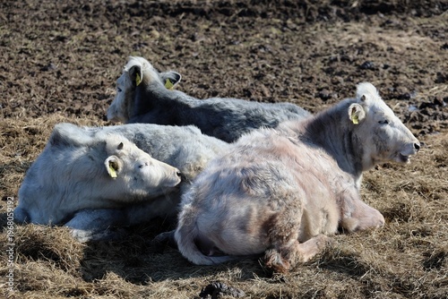 several light colored cattle lie calmly chewing cud under bright sunlight warm