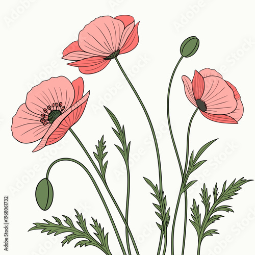 A delicate illustration showcases vibrant pink poppy flowers with slender green stems and unopened buds set against a plain white background