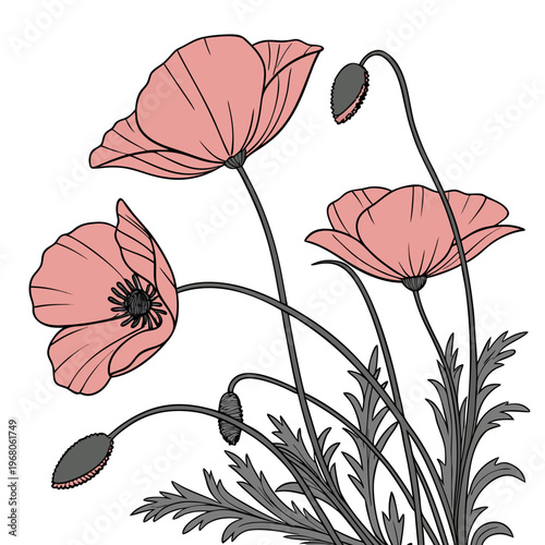 A delicate illustration features three vibrant pink poppy flowers with dark seed pods and slender curving stems against a white background