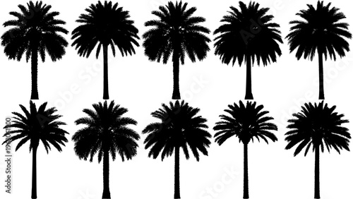Vector set of date palm tree silhouettes with dense crowns and bold black shapes, perfect for desert landscapes, tropical themes, and clean minimalist design projects.