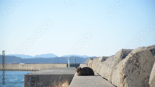 加太港でくつろぐトラ猫