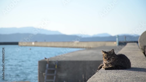 加太港でくつろぐトラ猫