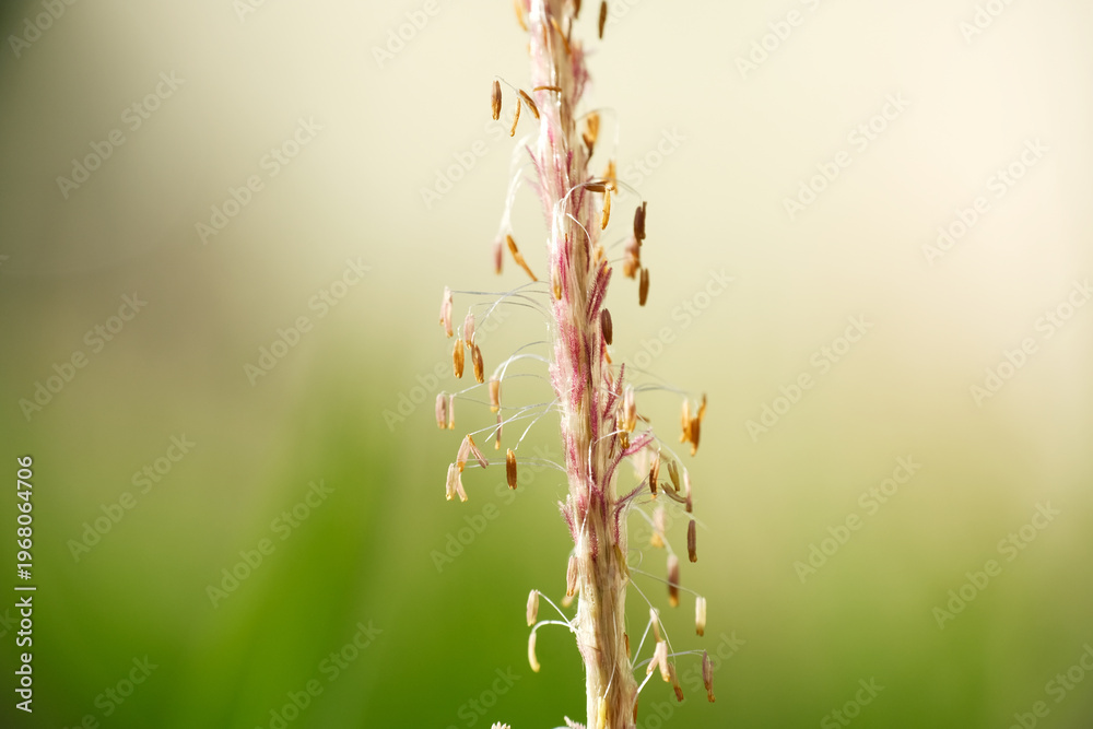 Fototapeta premium Macro texture of wild plant growth at the field