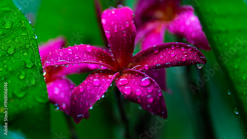 Vibrant pink frangipani flower petals with raindrops after a heavy downpour.