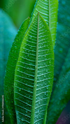 Young frangipani leaves bunch together with raindrops on them.