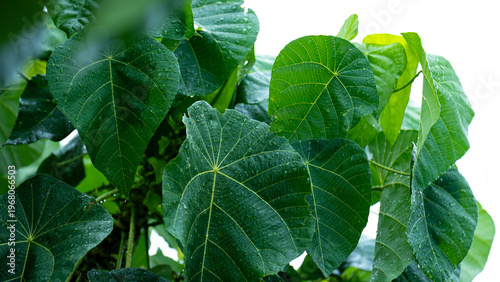 A wet bunch of big round leaves after a rain shower.