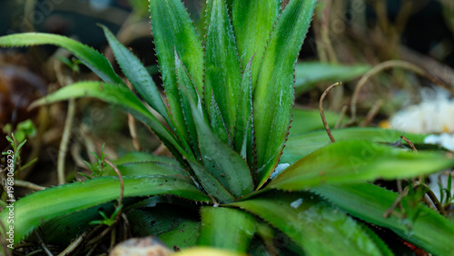 A young pineapple plant growing in the garden.
