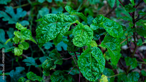Tropical edible plant leaves grown for food.
